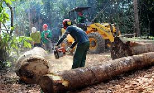 Extrao de madeira sustentvel  proibida por trs meses em Rondnia